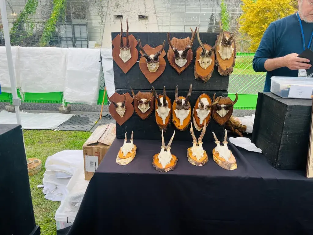 【2025年】東京蚤の市|立川